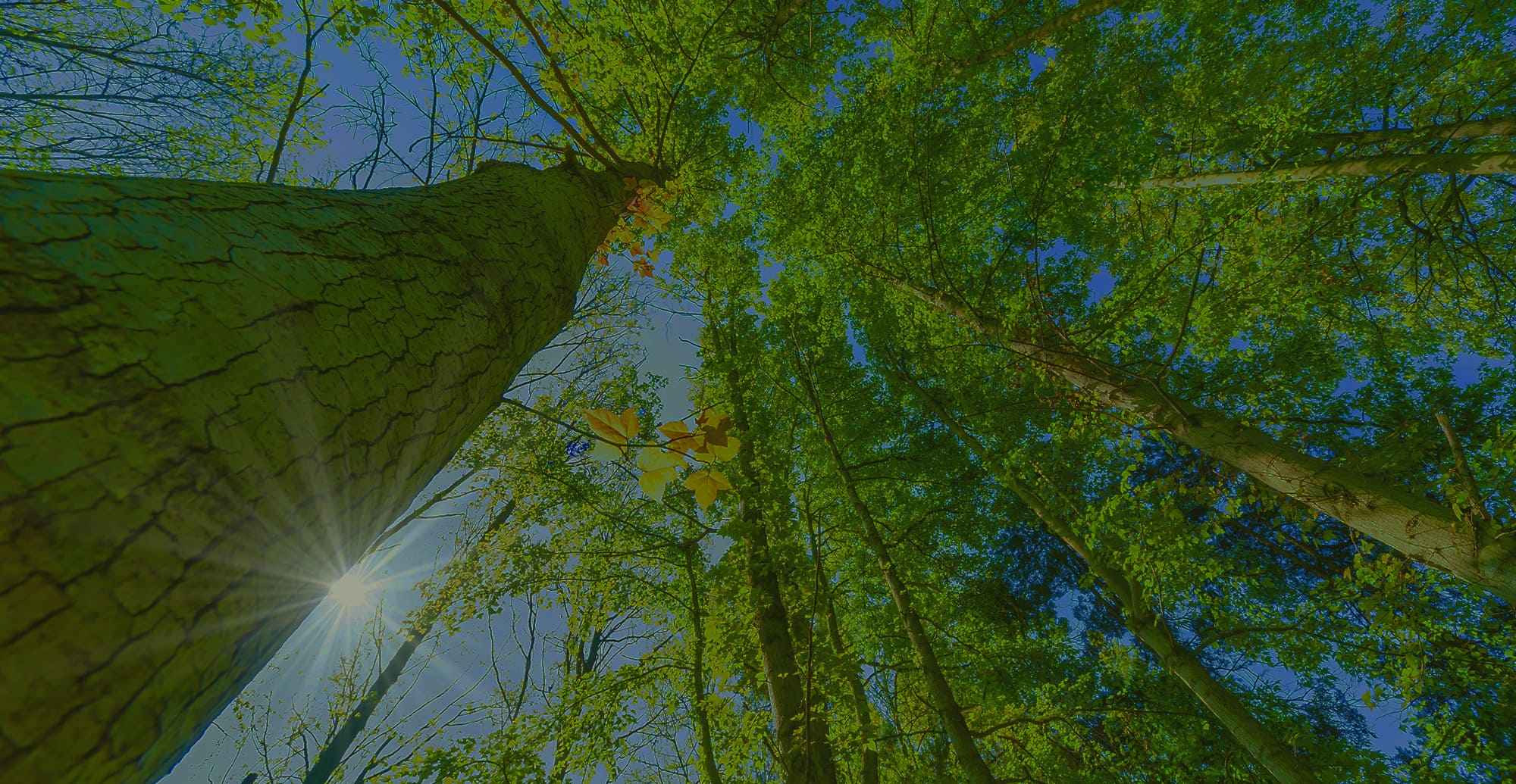 これから先もずっと森を守る