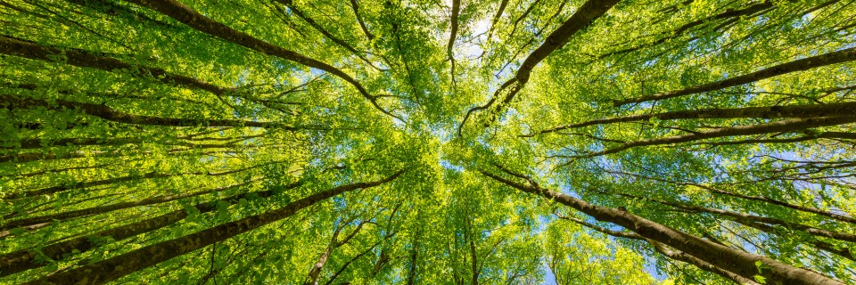 AdobeStock_219848647-960x320